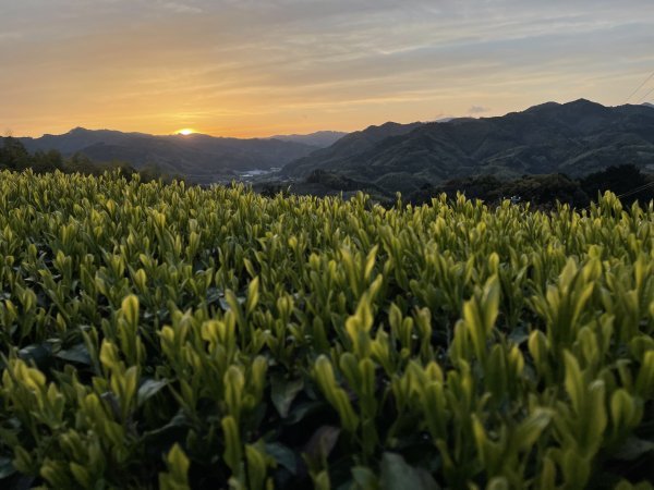 NaturaliTea: Genmaicha Brown Rice Green Tea, Grown Pesticide Free 無農薬茶：玄米茶 - natsumiya.live