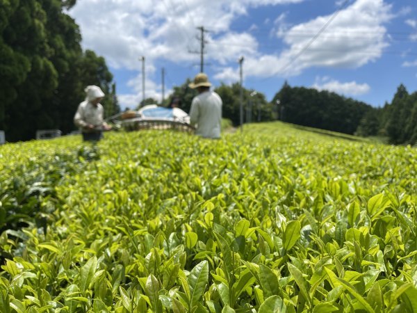 NaturaliTea: Genmaicha (Brown Rice Green Tea) with Matcha, Grown Pesticide Free 抹茶いり玄米茶 - natsumiya.live