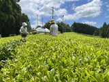 NaturaliTea: Genmaicha (Brown Rice Green Tea) with Matcha, Grown Pesticide Free 抹茶いり玄米茶 - natsumiya.live