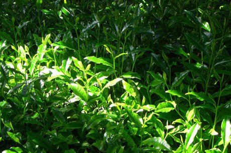 Nishide Premium Selection: Gyokuro Samidori by The Nishikawa Tea Farm 宇治田原西川茶園製玉露さみどり - natsumiya.live