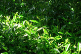 Nishide Premium Selection: Gyokuro Samidori by The Nishikawa Tea Farm 宇治田原西川茶園製玉露さみどり - natsumiya.live