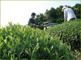 Obubu: 2022 Sencha of the Spring Sun - natsumiya.live