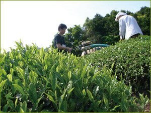 Obubu: 2022 Sencha of the Spring Sun - natsumiya.live