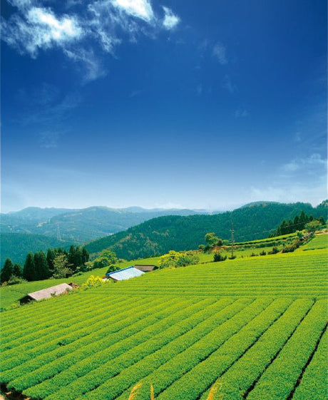 Osada Tea: Organic Kamairicha Ichouka (Withered, Pan-Fired Green Tea) From Shizuoka, Zairai 有機釜炒り茶 - natsumiya.live