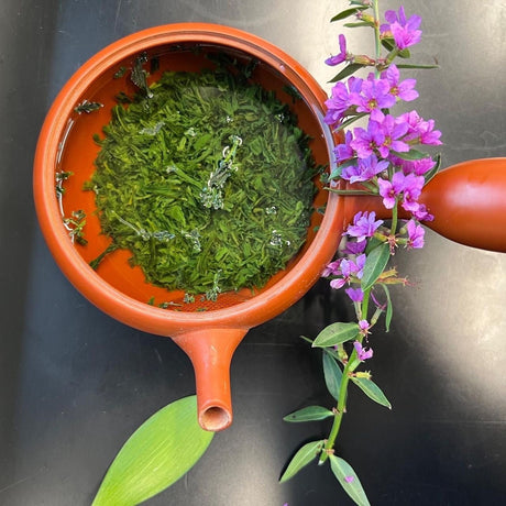 Shuchi Tea Garden: Fukamushicha Green Tea, Kirari 31 Single Cultivar, 2022 Nihoncha Awards Platinum Medal Winner, Refined by Osada Tea - natsumiya.live