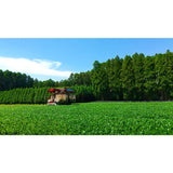 Sueyoshi Tea Atelier #001: 2022 "Furusato no Hana" Saemidori Fukamushi Kabusecha from Kagoshima 末吉銘茶 郷里の華 さえみどり - natsumiya.live