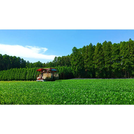 Sueyoshi Tea Atelier #001: 2022 "Furusato no Hana" Saemidori Fukamushi Kabusecha from Kagoshima 末吉銘茶 郷里の華 さえみどり - natsumiya.live