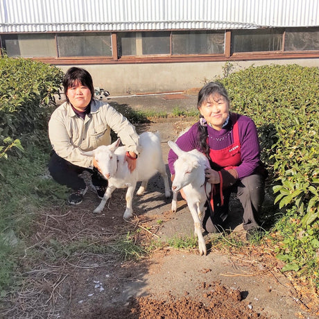 Tarui Tea Farm: 2022 Organic Fukamushicha Aracha, Unrefined Green-Roasted Tea 有機 荒茶仕上げ - natsumiya.live