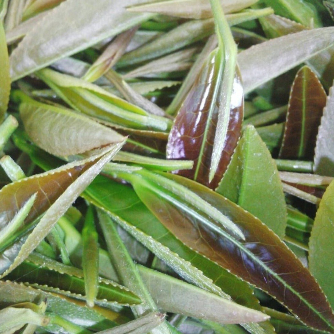 Tarui Tea Farm: 2022 Organic Sencha Chouseiden - Single Cultivar Shizu 7132 有機 長生殿 - natsumiya.live