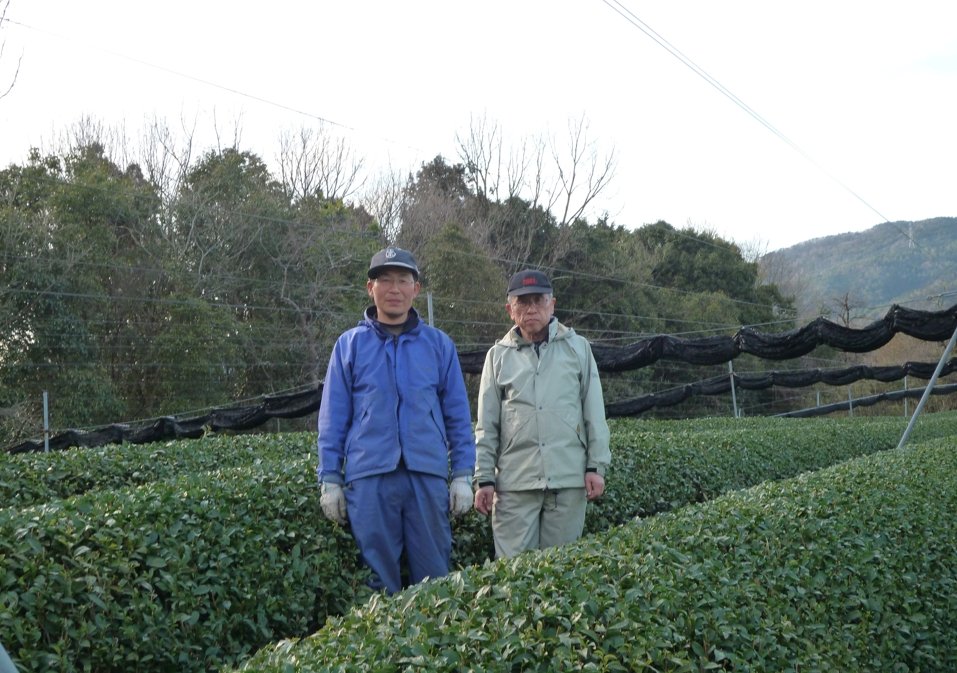 Tea Farmer Shinichi Kihara: 2022 Naturally Grown Kyoto Kabusecha (Single Cultivar Gokou) 自然栽培かぶせ茶ごこう - natsumiya.live