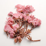 Tomiz: Salt-Pickled Sakura Blossoms (Japanese-grown) 桜花の塩漬 - natsumiya.live