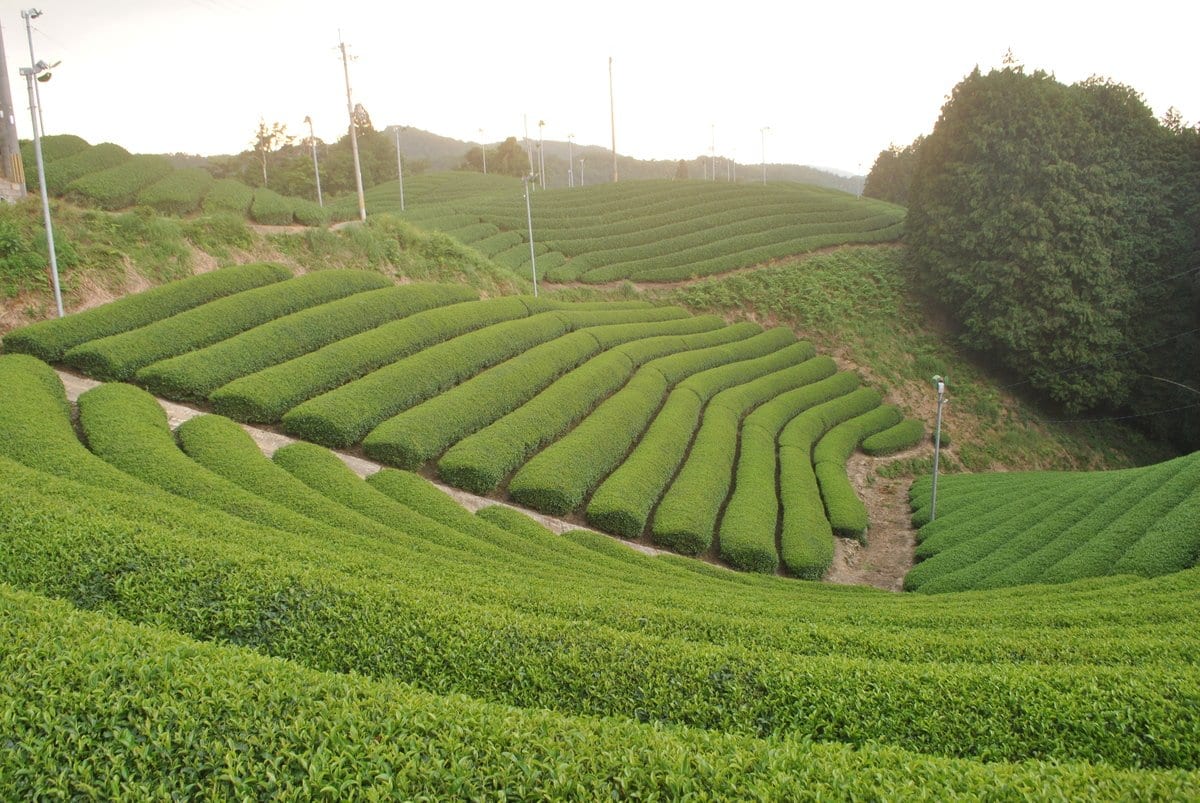 Uejima Tea Farm: Uji Matcha "Rei" 30g, (Samidori) Standard Ceremonial Grade 京都宇治和束茶　抹茶　玲 - natsumiya.live