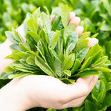 Wakoen Tea Farm: 2022 Kagoshima Fukamushicha - Takumi 和香園 深蒸し茶 匠 - natsumiya.live