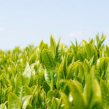 Wakoen Tea Farm: 2022 Kagoshima Fukamushicha - Takumi 和香園 深蒸し茶 匠 - natsumiya.live