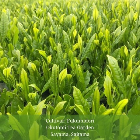 Withered Sencha Green Tea - #02 Fukumidori, Single Cultivar by Okutomi Tea Garden - natsumiya.live