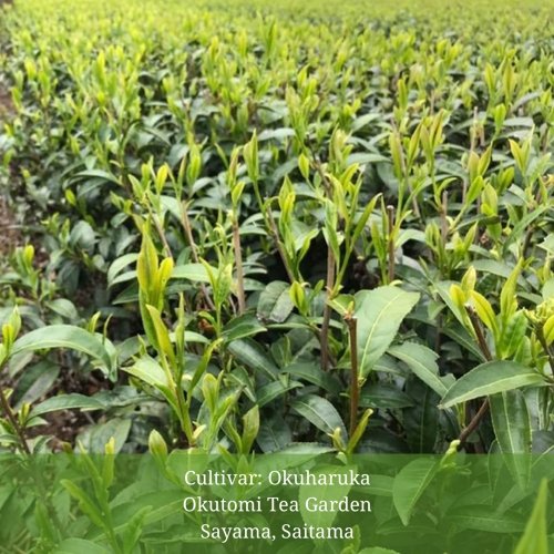 Withered Sencha Green Tea - #04 Okuharuka, Single Cultivar by Okutomi Tea Garden - natsumiya.live