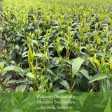 Withered Sencha Green Tea - #04 Okuharuka, Single Cultivar by Okutomi Tea Garden - natsumiya.live