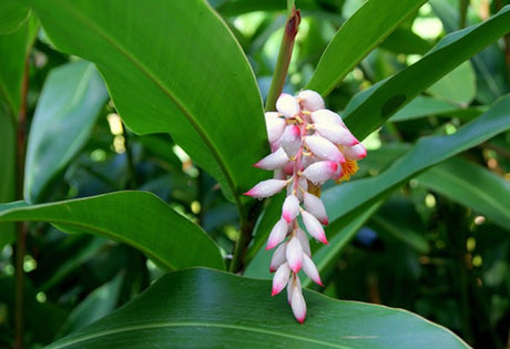 Yamane-en: Gettocha, Shell Ginger Leaves (Herbal, loose or tea bags) - natsumiya.live
