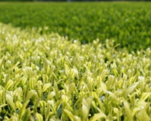 Yoshino Tea Garden: Horai Kincha Single Cultivar Sayama Golden Sencha Green Tea　蓬莱錦茶 - natsumiya.live