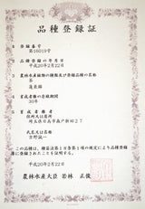 Yoshino Tea Garden: Horai Kincha Single Cultivar Sayama Golden Sencha Green Tea　蓬莱錦茶 - natsumiya.live