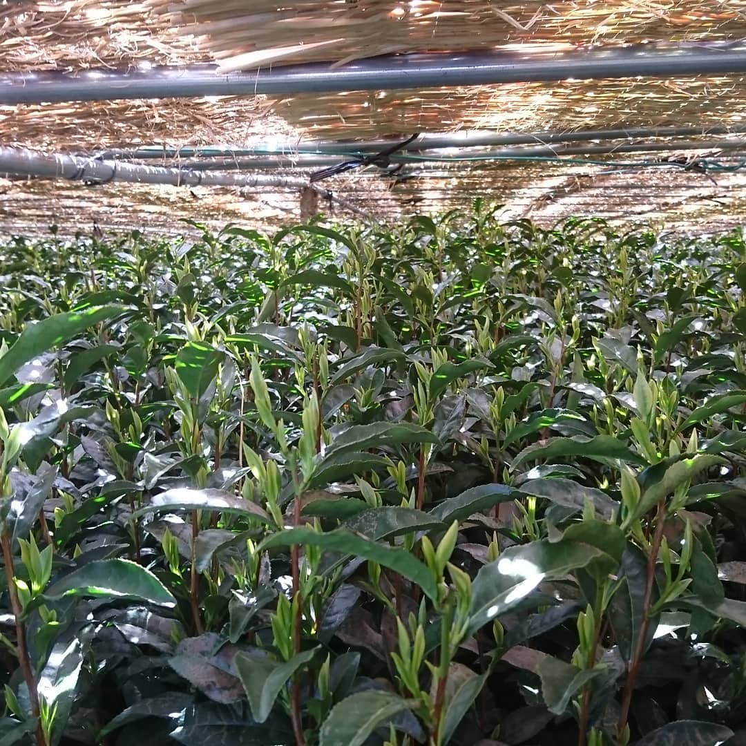 Yunomi Dojo Lesson 102: Shaded Teas - natsumiya.live