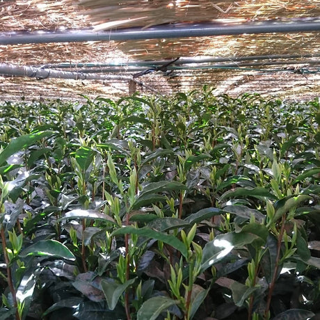 Yunomi Dojo Lesson 102: Shaded Teas - natsumiya.live