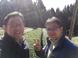 Yunomi Services: Tea Business Consultations - natsumiya.live
