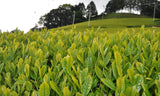 Zenkouen Tea Garden: #14 Japanese Black Tea (tea bags) (JAS Organic) - natsumiya.live